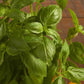 Genovese Basil Herb Seeds. A closeup of a fully mature large leaf Italian Genovese Basil grown from seed.