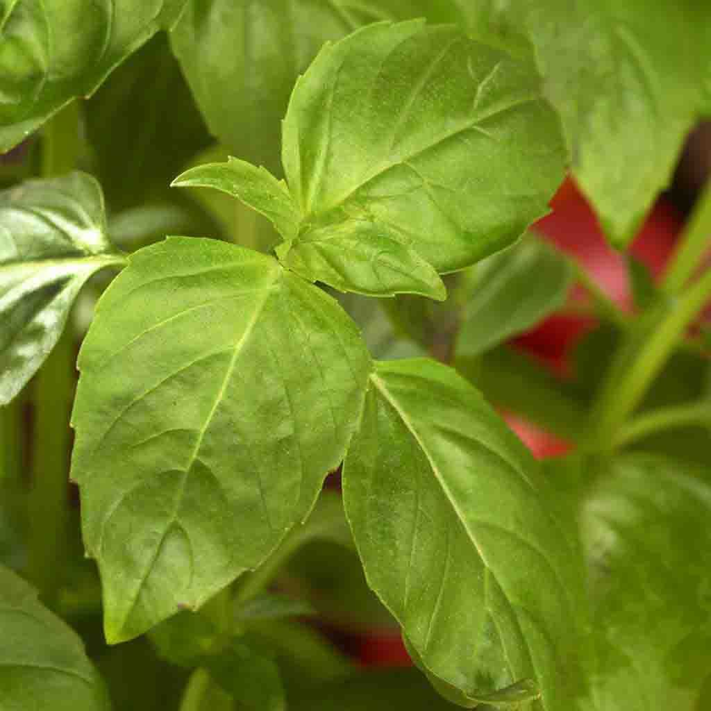The large leaf Basil plant known as Mammoth Basil. Picture depicts a closeup of the mature large leaf basil plant from Ferry Morse seeds.