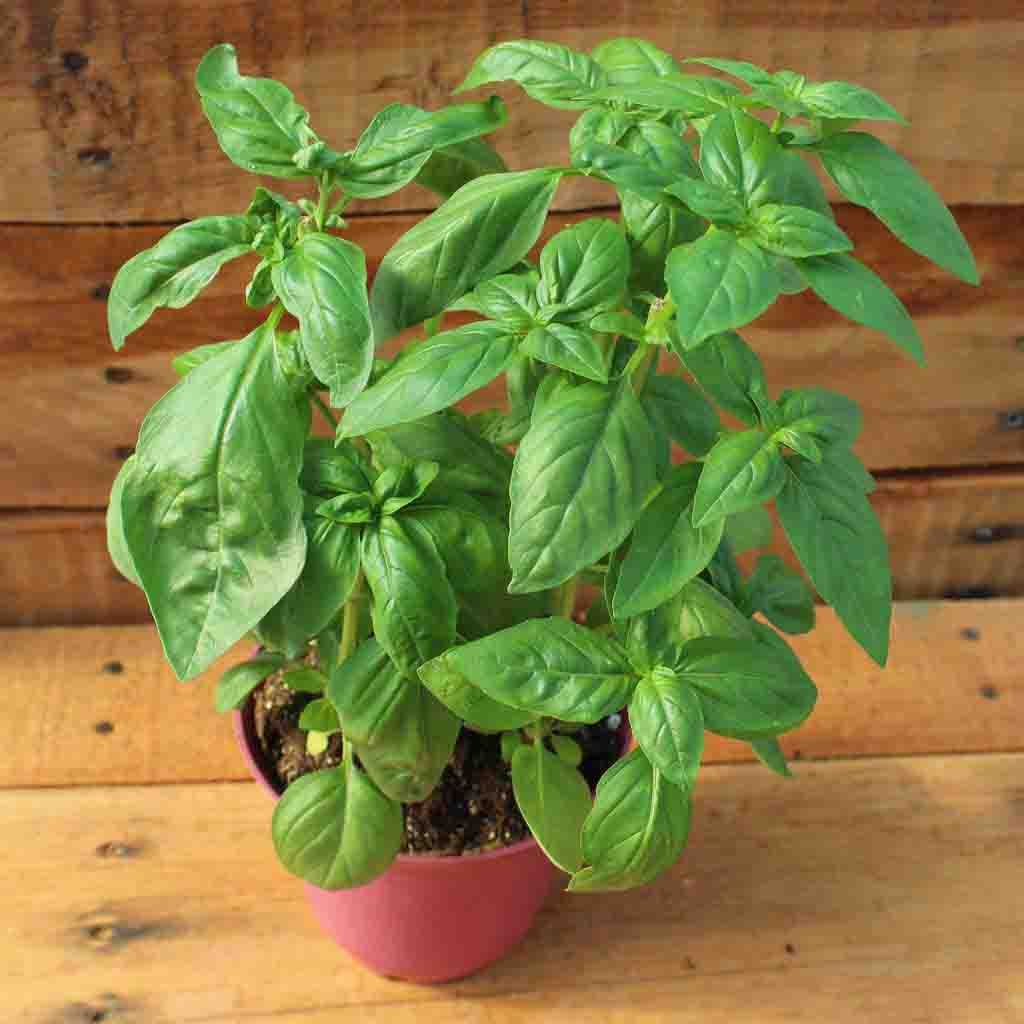 Mature Sweet Italian Basil Herb Plant_Sweet Basil Seeds from Ferry Morse