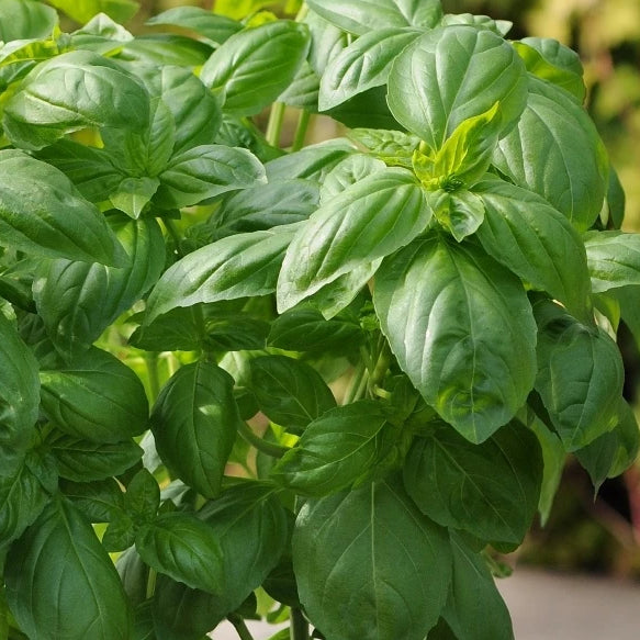 Everleaf Genovese Basil Plantlings by Ferry Morse, this picture depicts fully grown and matured plants.