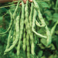 Economy Size Kentucky Wonder Rust Resistant Pole beans seeds closeup of mature and picked beans.
