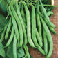 Landreths Stringless Garden Beans seeds fully matured and harvested.