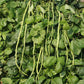 Garden Orient Wonder Beans seeds beautifully growing and soon ready to be picked.