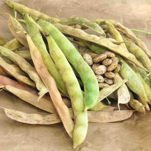 pinto bean seeds for planting Ferry-Morse Bean Seeds 22.8 Gram(s)