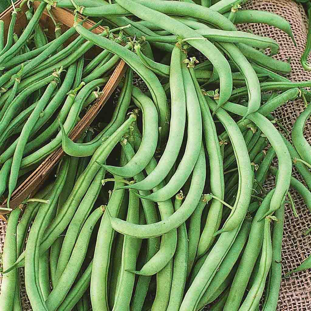 Garden Bush Tendergreen Improved Economy Packet Bean seeds fully grown and freshly picked, image shows 5"-6" long tender beans.