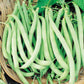 Heirloom Top Crop Bush Bean Seeds from Ferry Morse Home Gardening