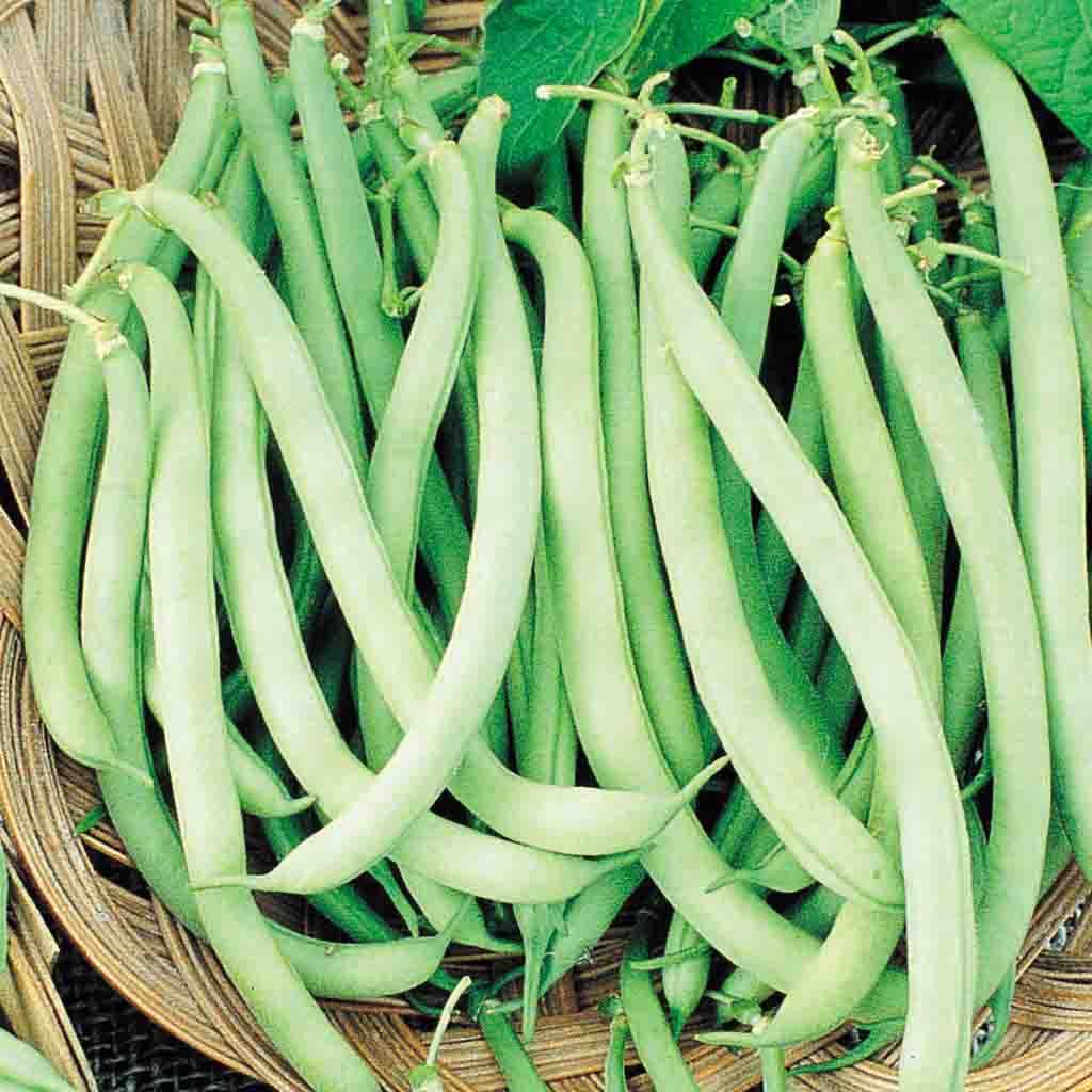 Heirloom Top Crop Bush Bean Seeds from Ferry Morse Home Gardening