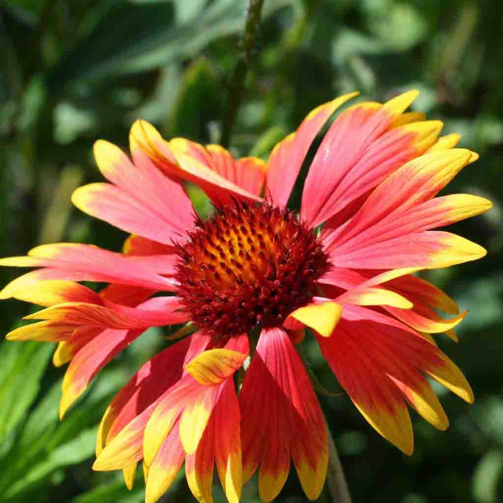 Blooming Blanket Flower Gaillardia Aristata Gorgeous Red and Yellow Petals Shine in the Sunlight