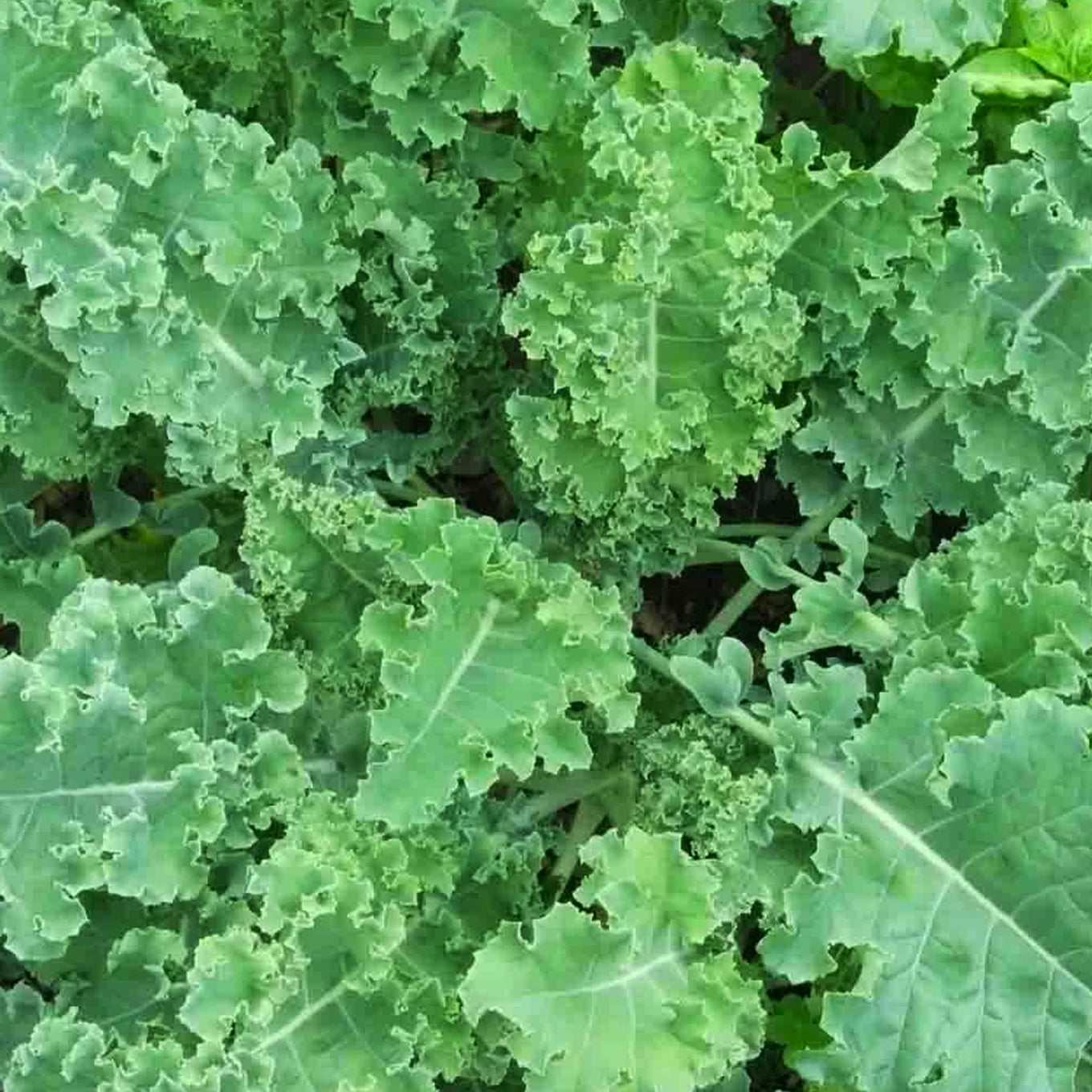 Blue Scotch Kale Plant fully grown and ready for harvesting