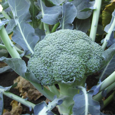 Broccoli Lieutenant Plantlings Plus Live Baby Plants 4in. Pot, 2-Pack
