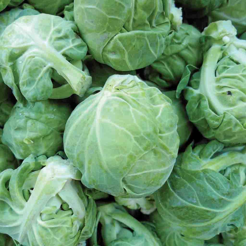 Catskill Brussels Sprouts seeds from Ferry Morse Home Gardening