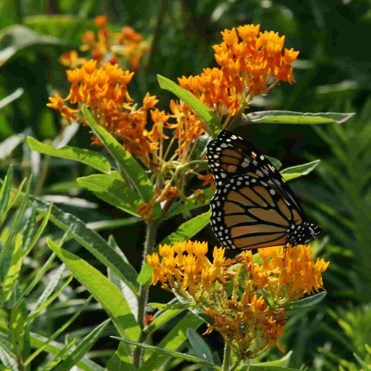 A bright orange flowering perennial plant that attracts pollinators such as butterflies. Butterfly Weed seeds from Ferry Morse_picture shows Monarch Butterfly on Milkweed