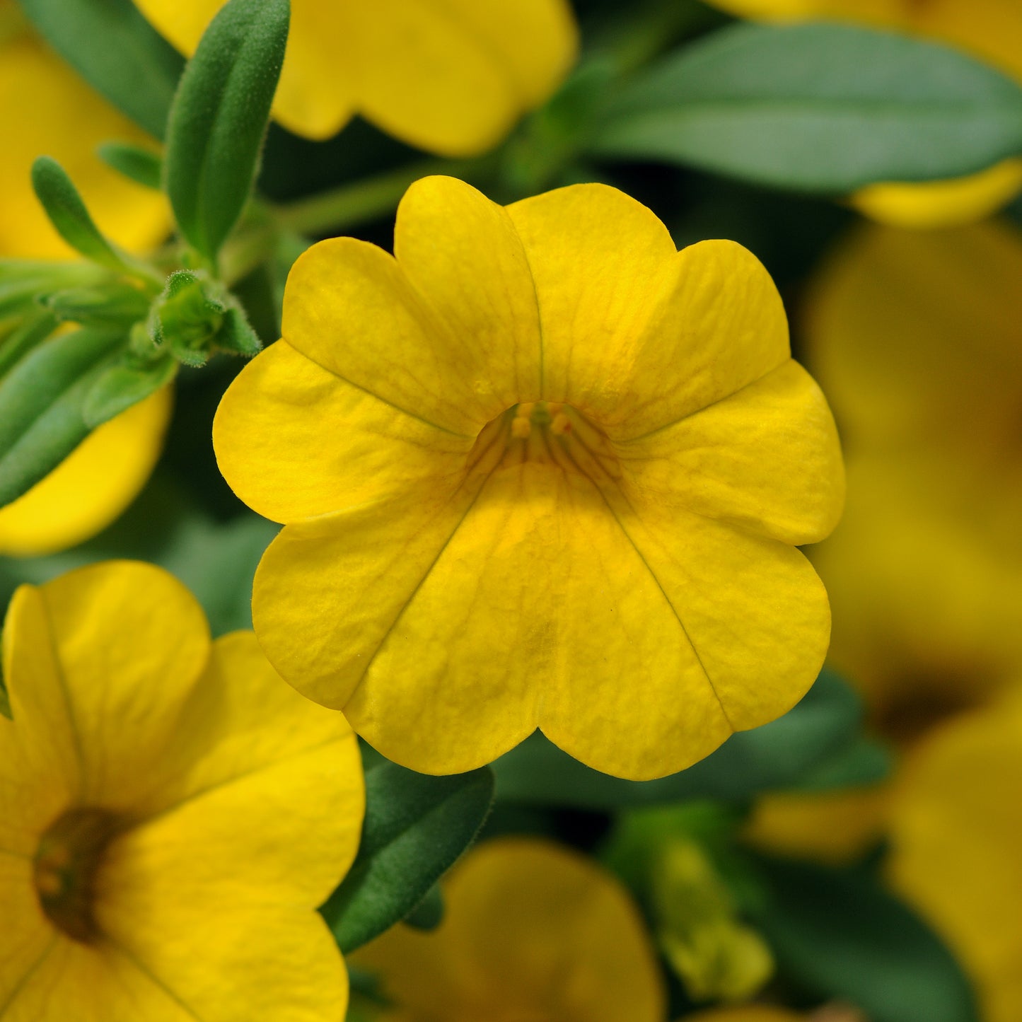 Calibrachoa Cabaret Deep Yellow Plantlings Live Baby Plants 1-3in., 6-Pack