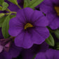 Calibrachoa Cabaret Midnight Blue Plantlings Live Baby Plants 1-3in., 6-Pack