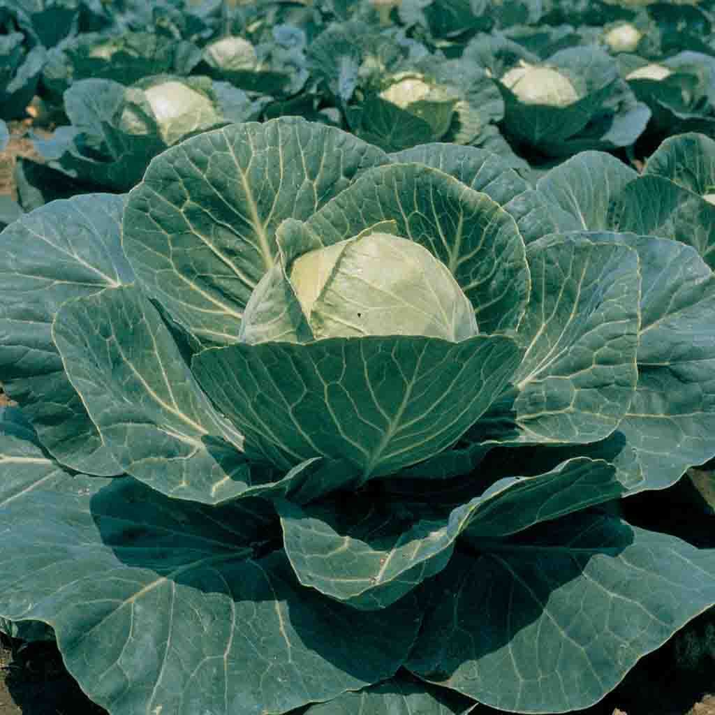 Garden Leader Green Monster Cabbage seeds from Ferry Morse