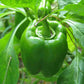 Cali Wonderful Pepper growing and ready to soon be harvested.