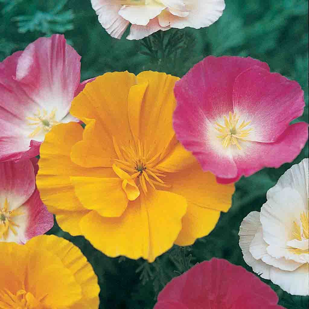 Mission Bells California Poppy seeds fully matured and blooming in bi-colors of pink and white, yellow, and cream.