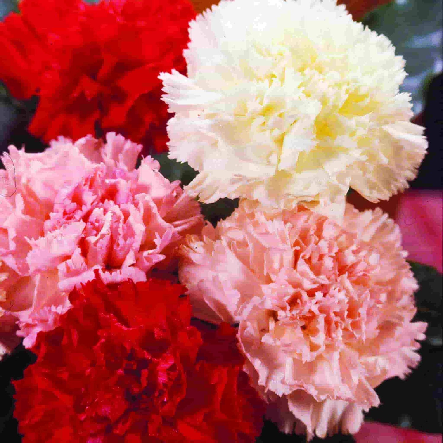 Chabaud Giant Mixed Colors Carnation seeds blooming beautifully in colors of white, red and pink. Picture shows mature flower plant.