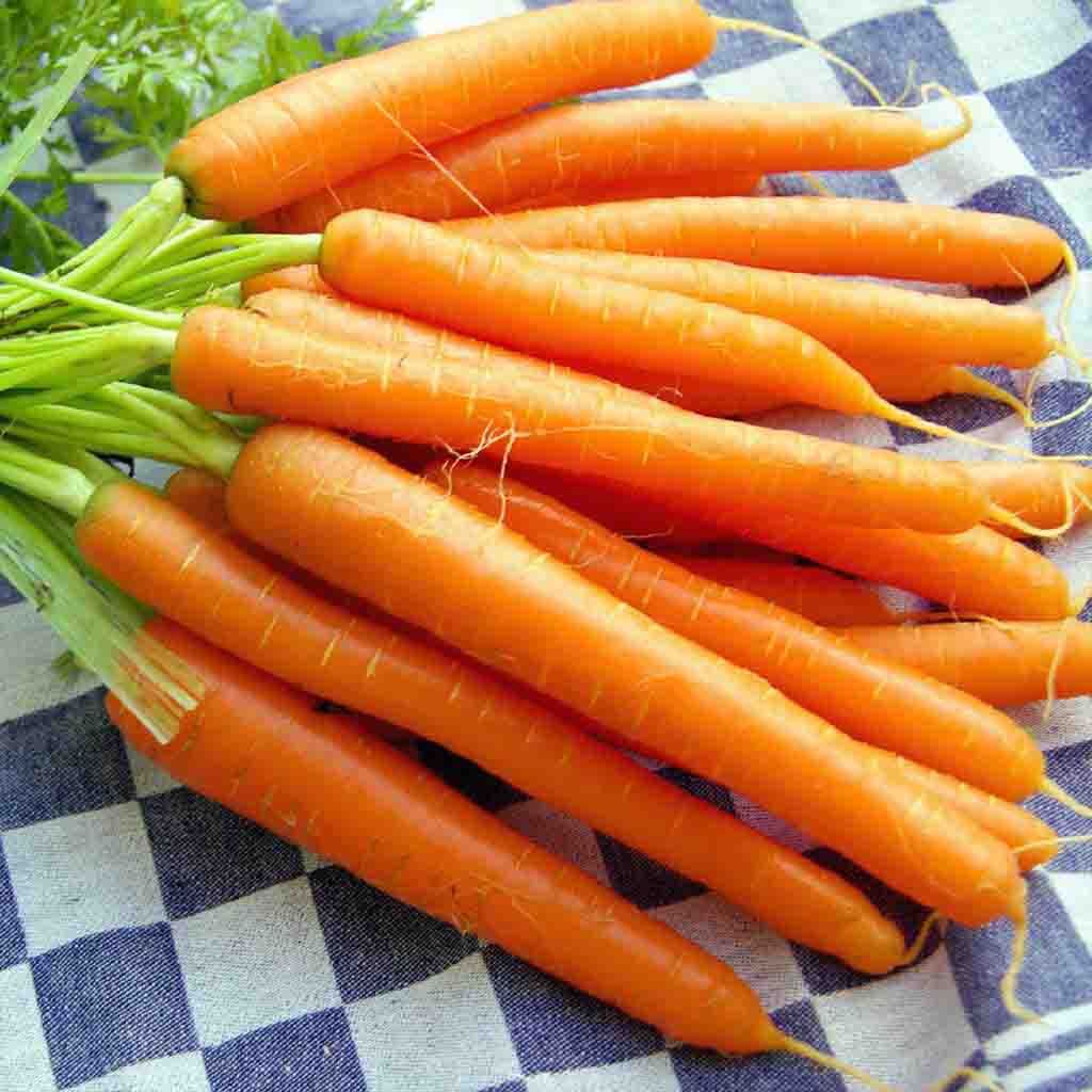 Danvers Carrot seeds from Ferry Morse Home Gardening, freshly pulled and ready for eating.