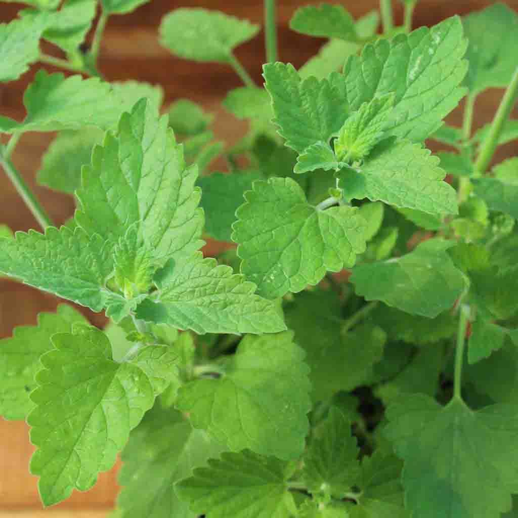 Catnip Herb_Ferry Morse Catnip seeds_Picture shows a closeup of some healthy green catnip plant leaves.