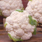 Snowball X Cauliflower seeds from Ferry Morse Home Gardening - delicious looking white cauliflower heads pictured, freshly harvested.