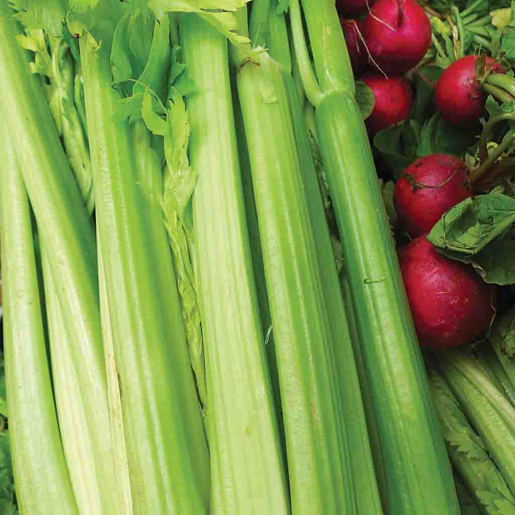 Tall Utah Celery seeds from Ferry Morse Home Gardening