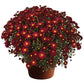 Mums Bonnie Red Plantlings Plus Live Baby Plants 4in. Pot, 2-Pack