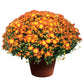 Mums Dazzling Orange Plantlings Plus Live Baby Plants 4in. Pot, 2-Pack
