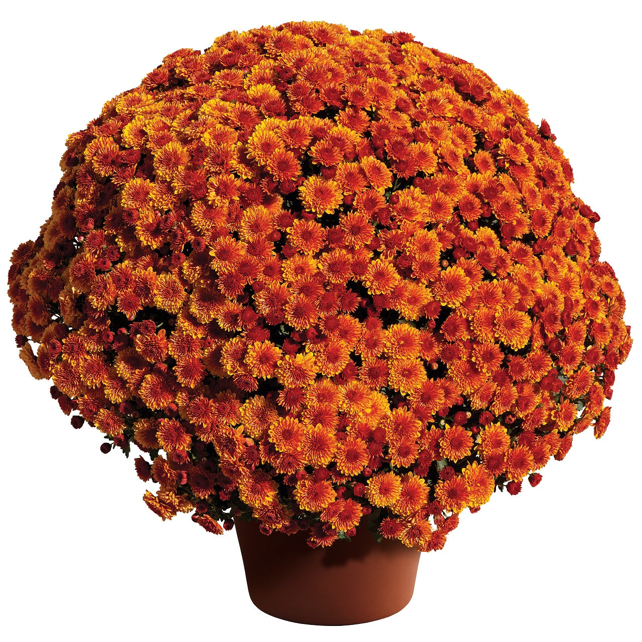 Mums Spicy Cheryl Plantlings Plus Live Baby Plants 4in. Pot, 2-Pack