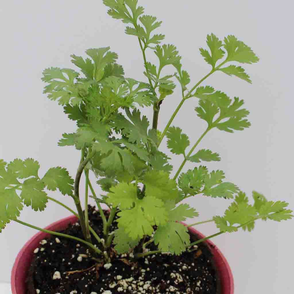 Cilantro Coriander Herb Seeds_Photo depicts matured cilantro coriander plant in contianer.