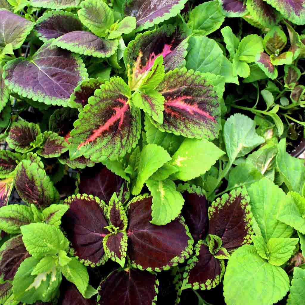 Rainbow Mixed Colors Coleus seeds, image displays mature coleus foliage with gorgeous purples and greens.