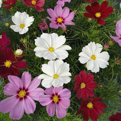 Casanova Mix Cosmos Flowers Plants fully mature and blooming in an outdoor garden.