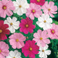 Cosmos Dwarf Cutesy Mixed Colors flowering in shades of pink, white and red against green foliage.