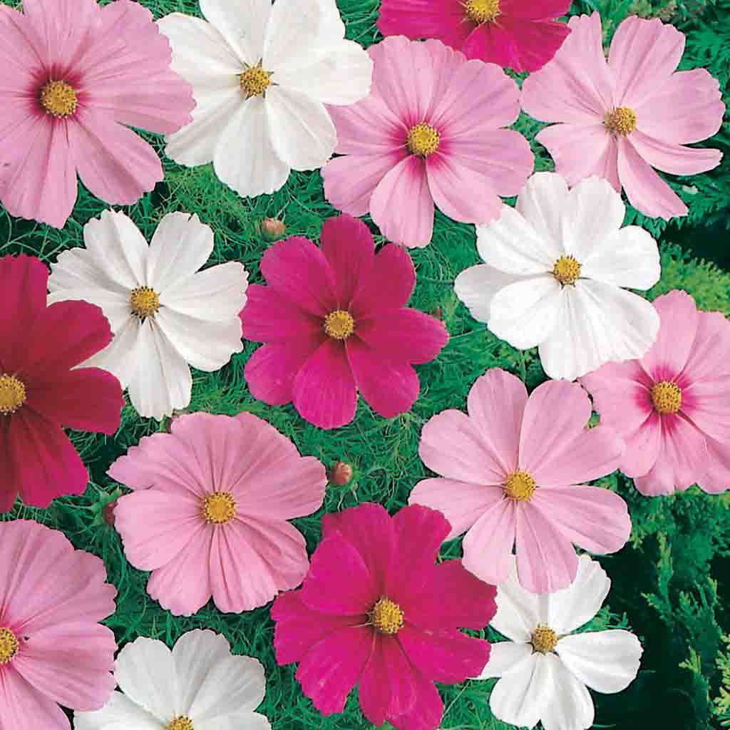 Cosmos Dwarf Cutesy Mixed Colors flowering in shades of pink, white and red against green foliage.