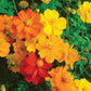 Cosmos Sunny Mixed Colors