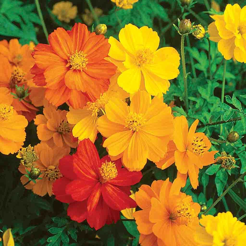 Cosmos Sunny Mixed Colors