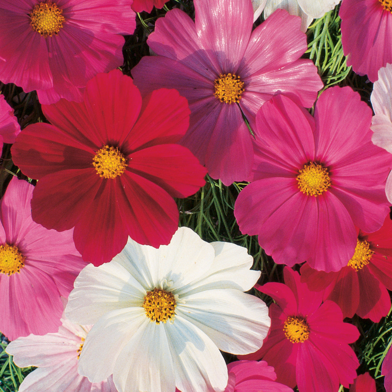 Gorgeous red, pink and white cosmos flowers blooming against their green stems and leaves. Cosmos Sensation Mix seeds Ferry Morse Home Gardening