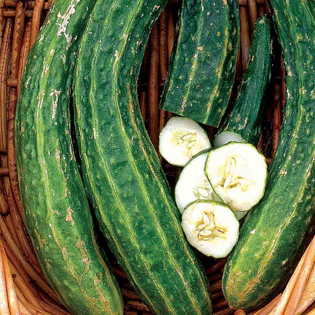Armenian Yard Long Cucumber seeds fully matured and harvested, one of the cukes is sliced to display the inside.