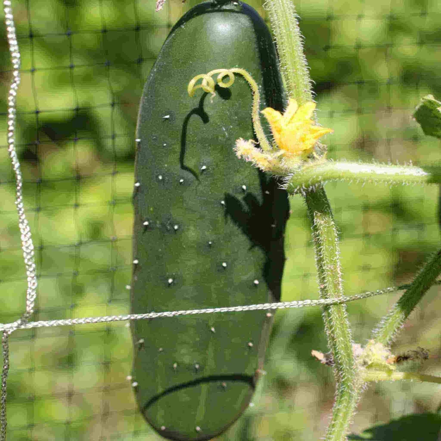 Slicer Cucumber Seeds from Ferry Morse Home Gardening