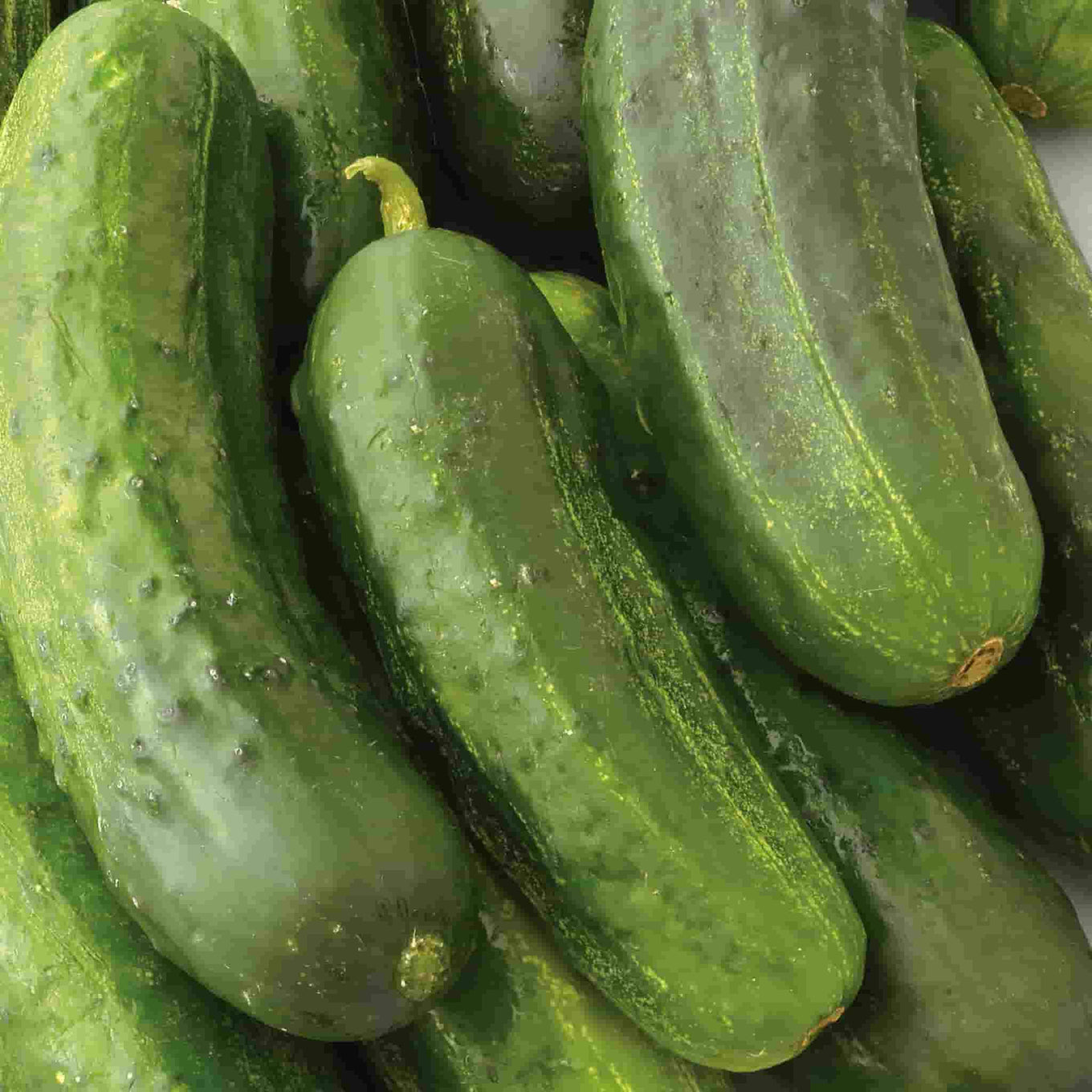 National Pickling Cucumber Seeds from Ferry Morse Home Gardening
