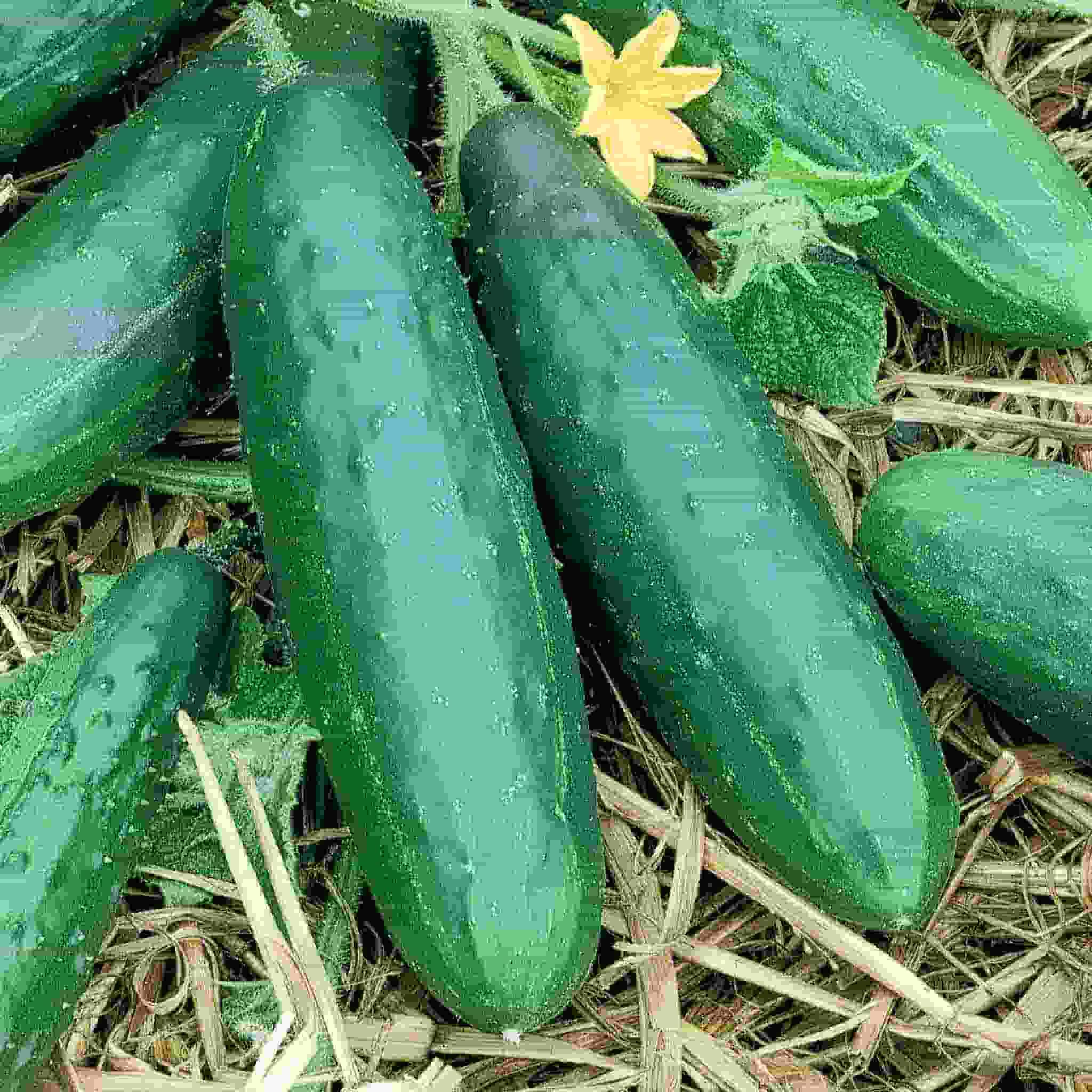 Cucumber Tree Seeds