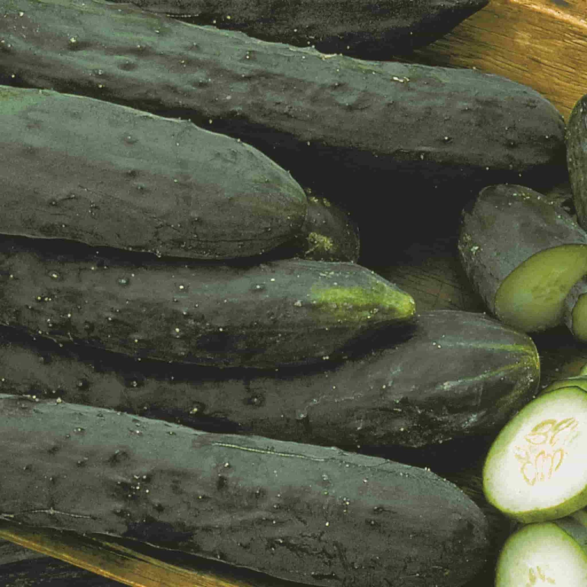 Tendergreen Burpless Cucumbers from Ferry Morse, fully grown matured and freshly harvested.