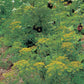 Fully grown Bouquet Dill seeds_Mature Bouquet Dill can grow up to 36" in height_Bouquet Dill uses include pickling spice and adding young leaves to dishes for flavor. Tiny clusters of yellow seeds depicted in photo.