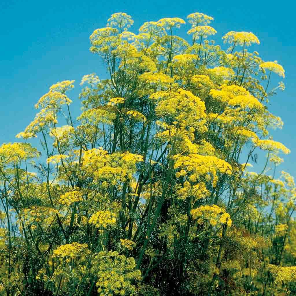 Fully mature Long Island Mammoth Dill Herb Plant_Mammoth Dill seeds Ferry Morse