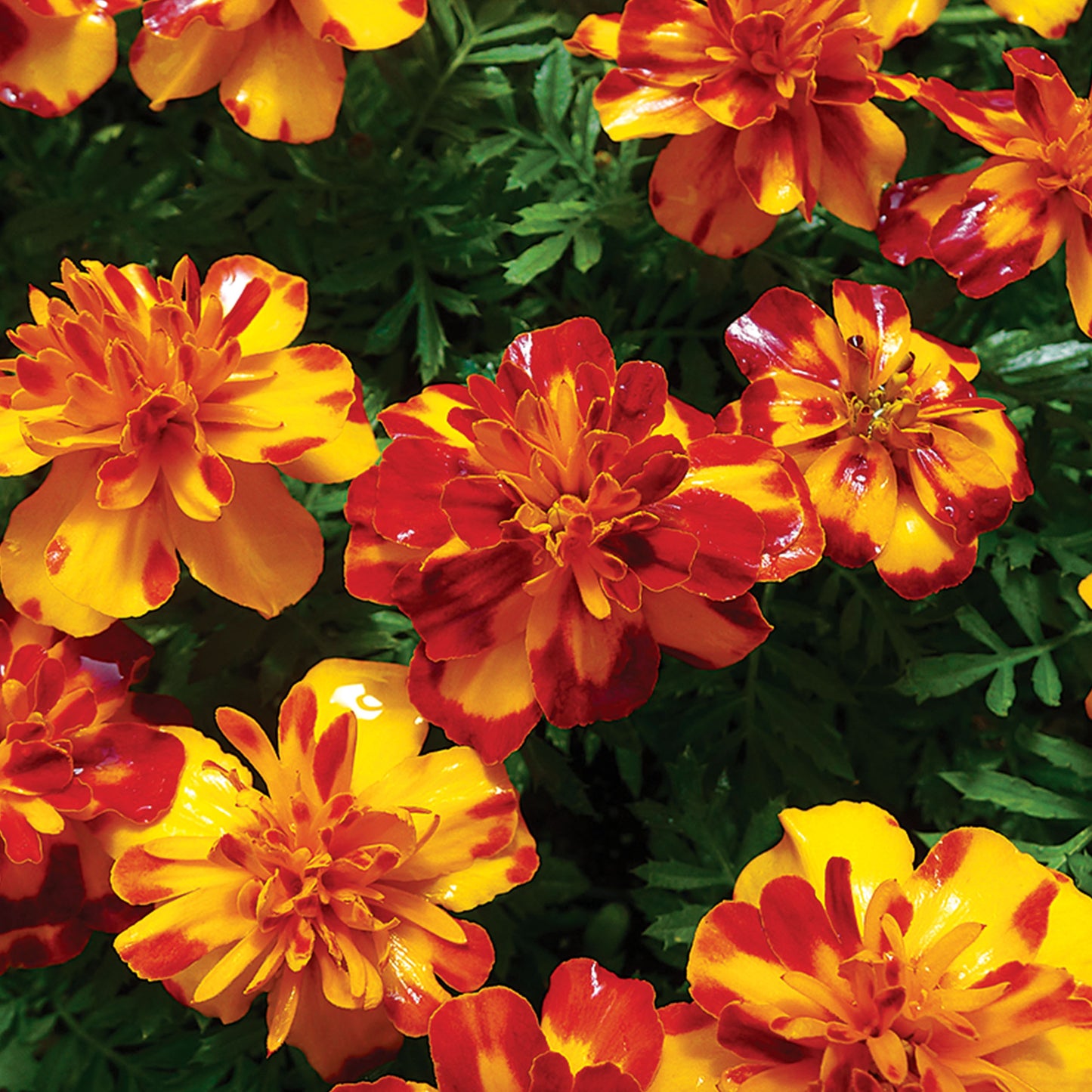 Dwarf Bolero Marigold Seeds Half Hardy Annual Flower Seeds Ferry Morse_Picture shows close-up of red and gold hued marigold flowers blooming.