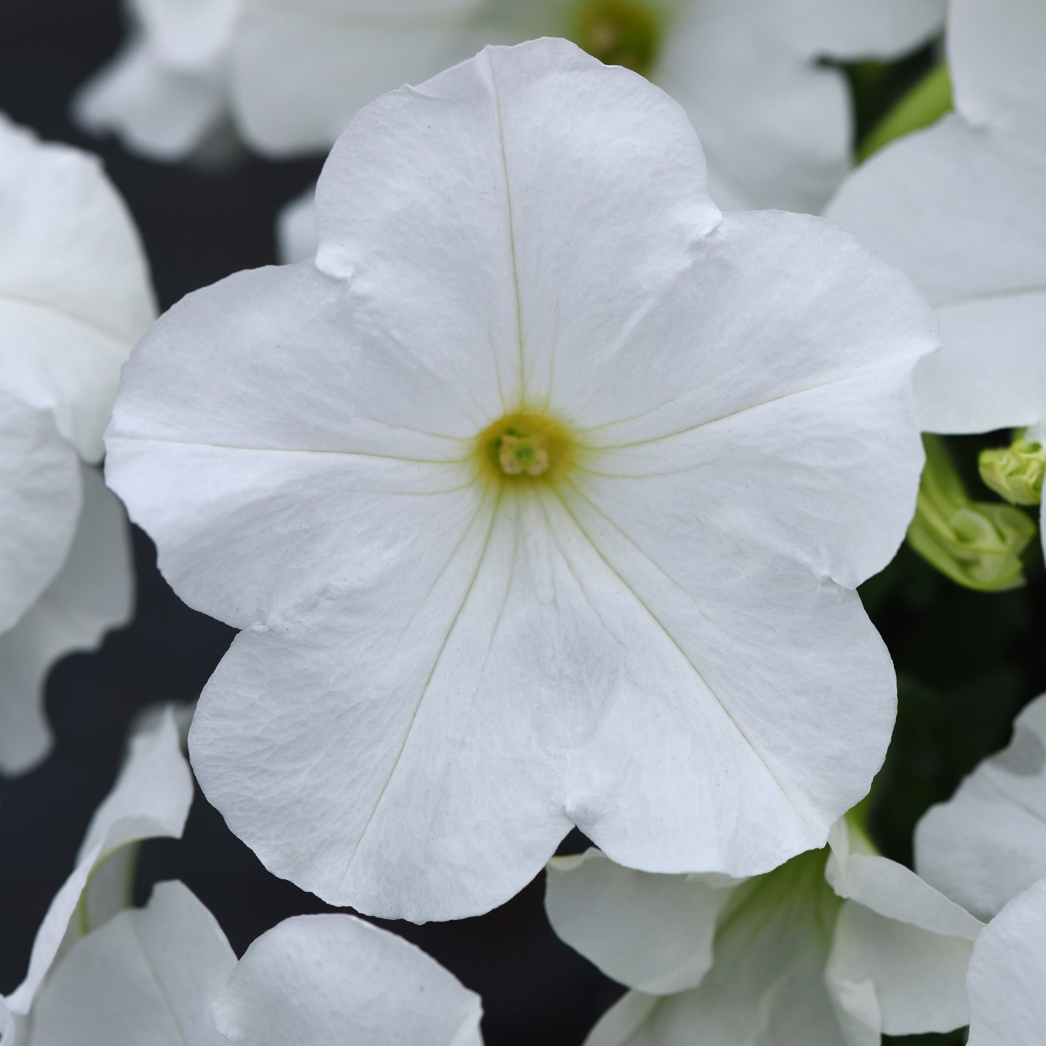 Blanket best sale white petunia