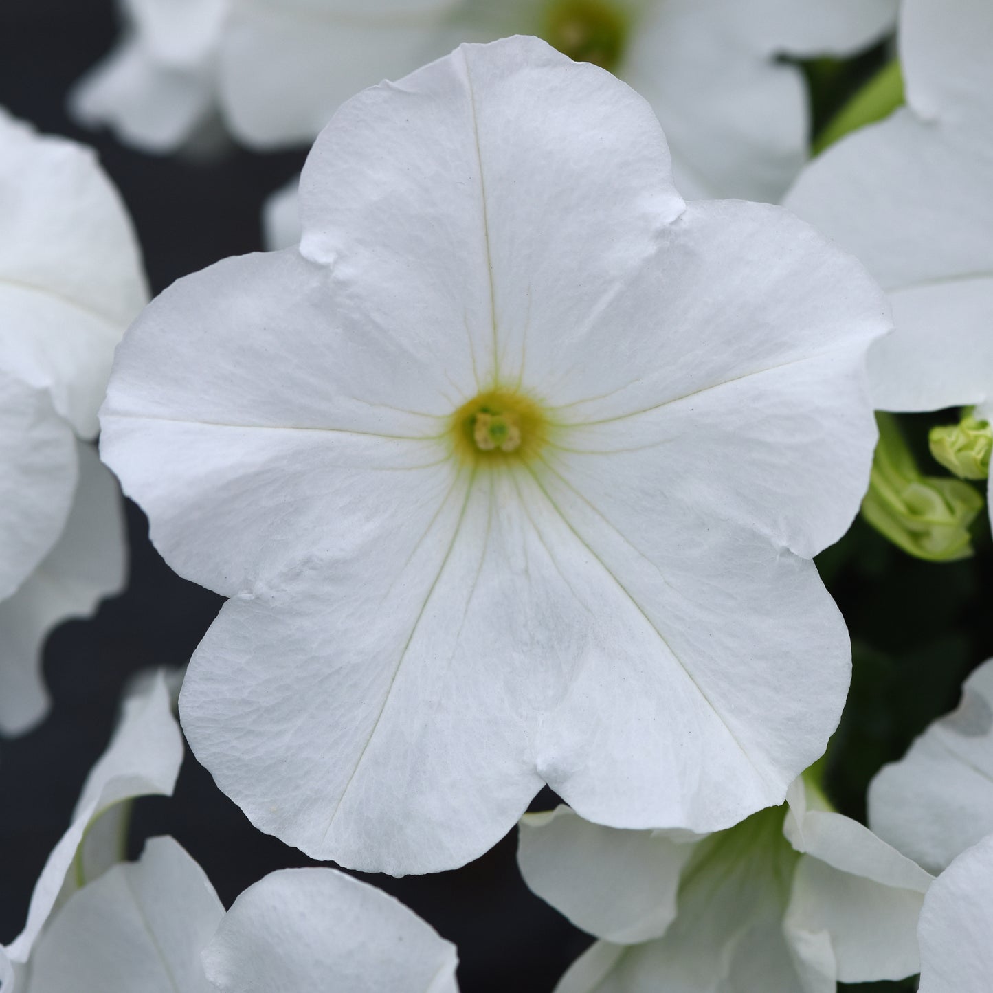 Petunia E3 Easy Wave White Spreading Plantlings Live Baby Plants 1-3in., 6-Pack