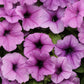 Petunia Easy Wave Plum Vein Plantlings Live Baby Plants 1-3in., 6-Pack