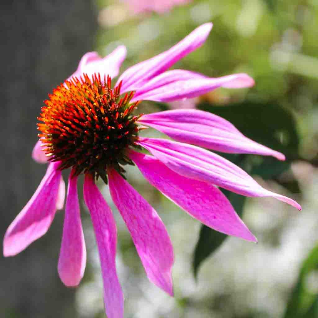 Echinacea Purple Coneflower seeds fully mature and blooming.