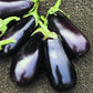 Classic Eggplant freshly harvested.